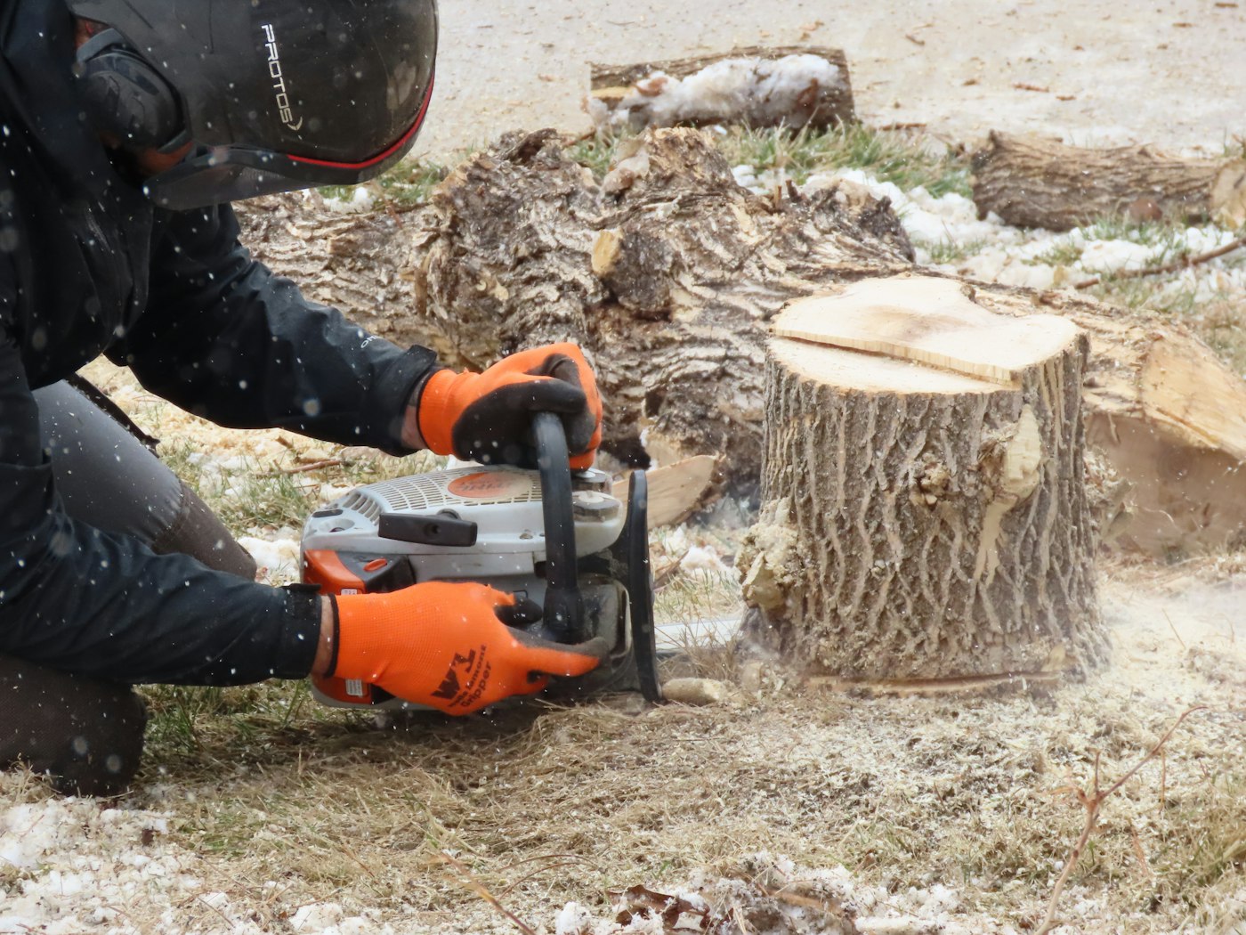 Crew member cutting a stump with a chainsaw in winter