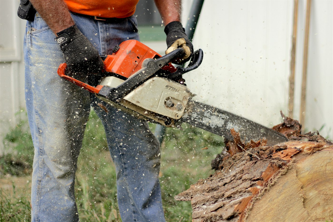 Crew member bucking a felled tree with a chainsaw