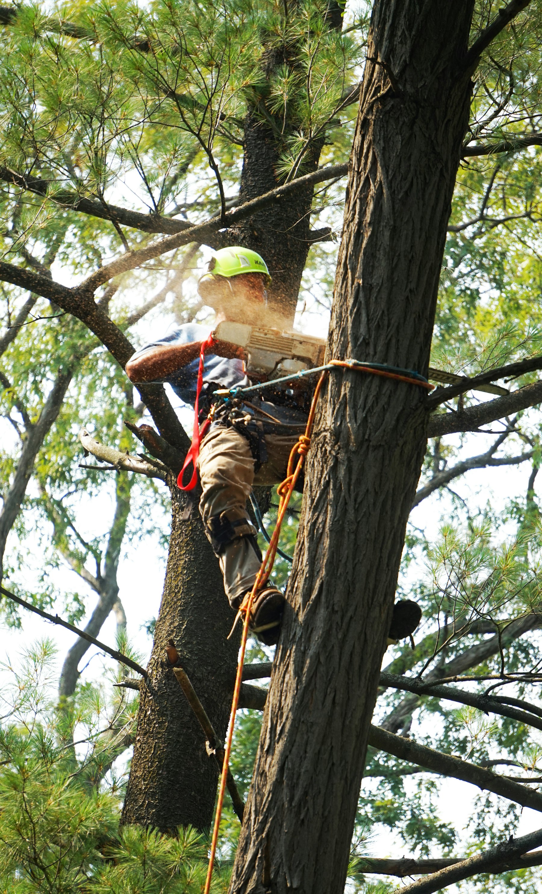 Arborist limbing a tree from a climbing harness